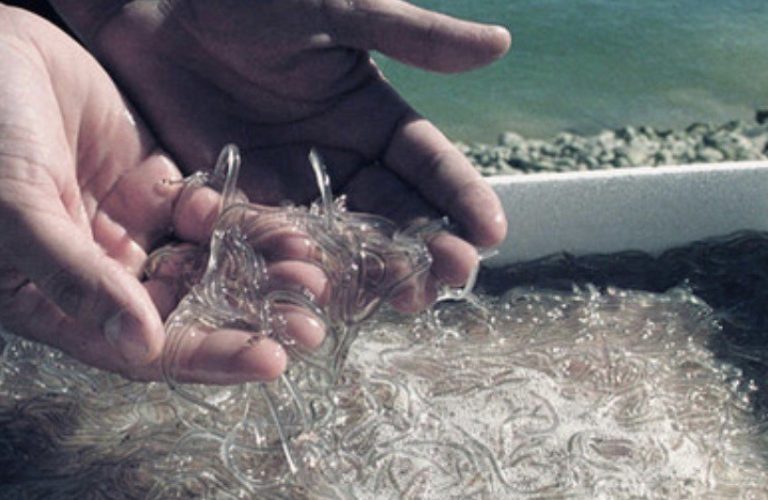 Las CCAA se oponen a la propuesta de MITECO para aumentar la protección a la anguila: «Desoyen el criterio científico»