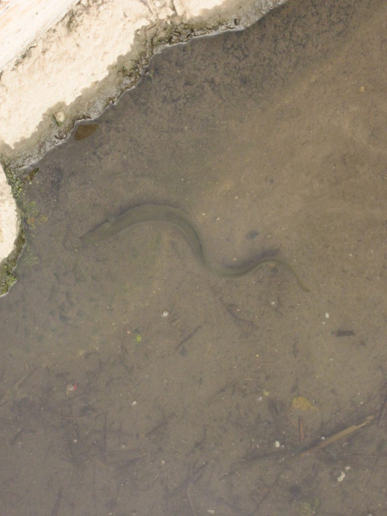 Pesca.- (AM) CC.AA. se oponen a subir la protección de la angula y el MITECO responde: «Desoyen el criterio científico»