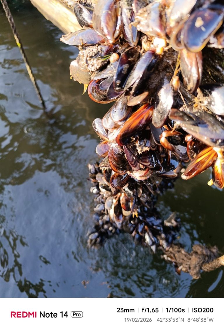 Pesca.- Productores de mejillón detectan mortalidad del molusco en bateas de la ría de Arousa por las lluvias