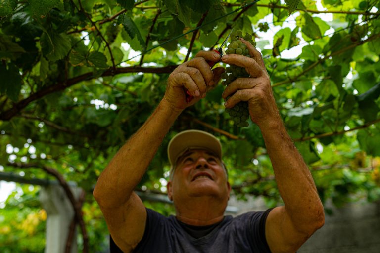 Los vinos de denominación de origen Rías Baixas crecen en ventas, con 36 millones de precintas en 2025