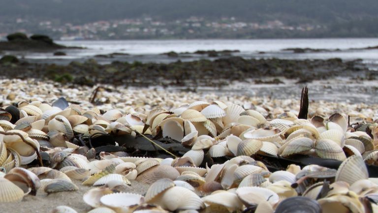 Pesca.- Mar teme que la pérdida de marisco en las rías gallegas sea «peor» que en 2023