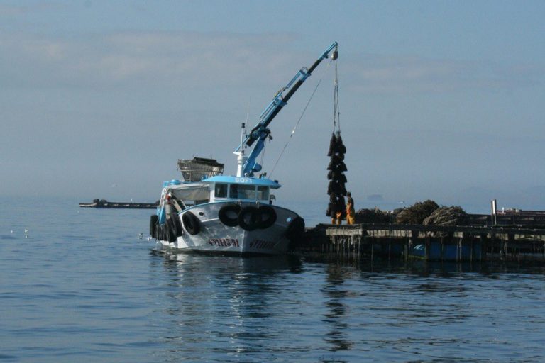 Un estudio llama a garantizar la sostenibilidad del cultivo de mejillón en Galicia por un descenso en la producción