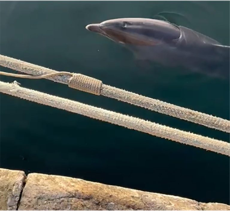 Muere Ladiña, el delfín solitario que vivía en la ría de Arousa, por un accidente con una hélice