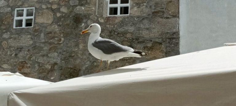 Detectan un nuevo foco de gripe aviar en aves silvestres en Redondela (Pontevedra)