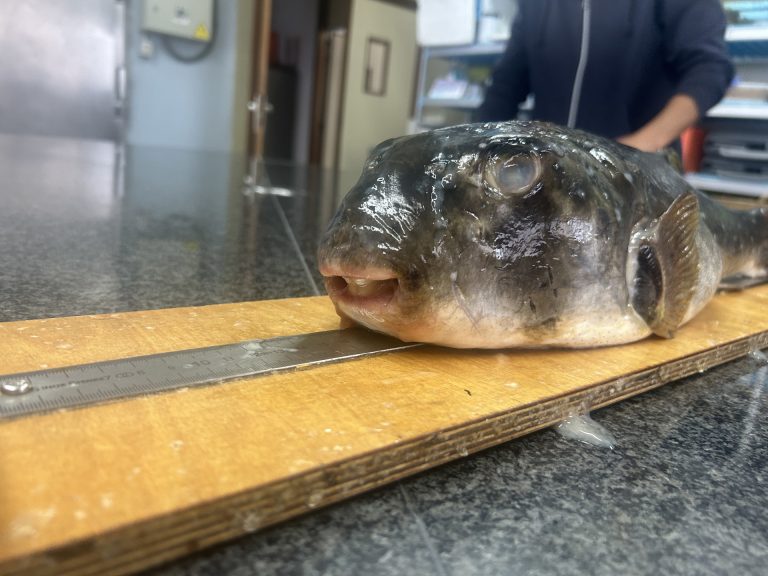 El Instituto Español de Oceanografía y la Universidade de Vigo documentan dos nuevos registros de pez globo en Galicia