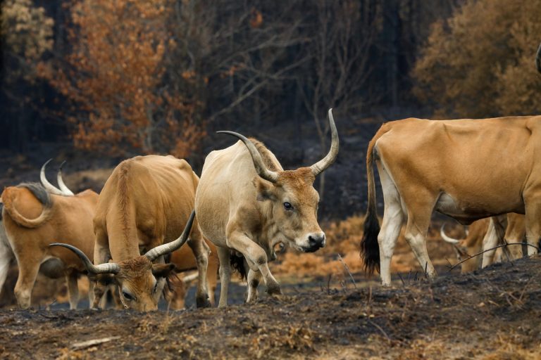 Rural.- Más de la mitad de las ayudas a explotaciones por la ola de incendios del pasado agosto está en tramitación