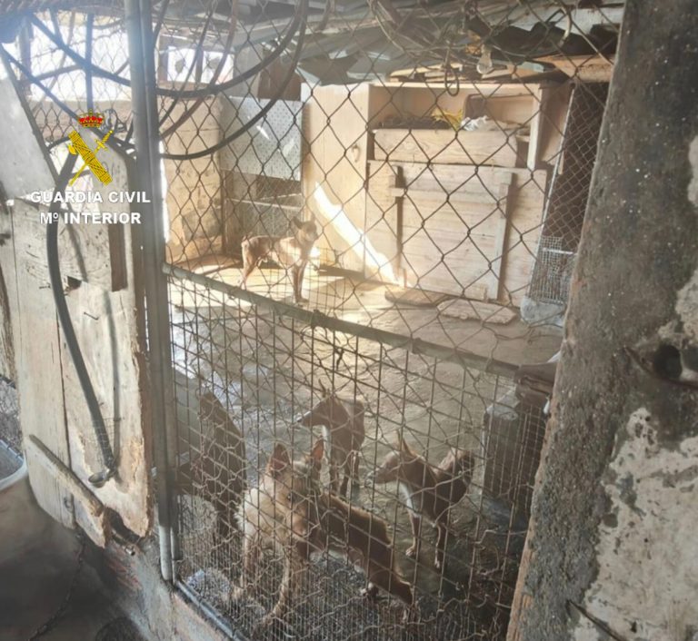 Sucesos.- Retiran a un vecino de Moaña (Pontevedra) 22 perros que estaban en pésimas condiciones higiénico-sanitarias