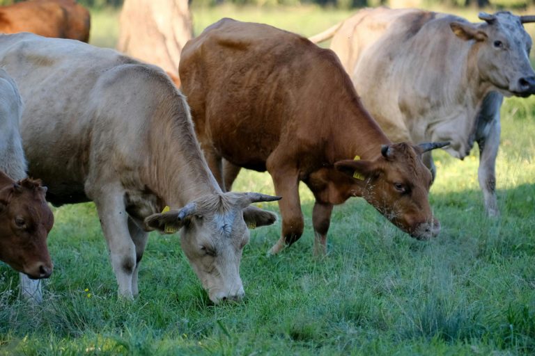 España planteará a Comisión Europea vacunar de dermatosis nodular a otras zonas de Aragón, Cataluña y Navarra