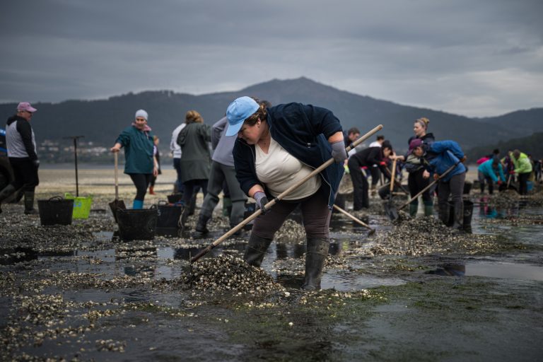 Mariscadores de Noia (A Coruña) retiran 12 toneladas de marisco muerto