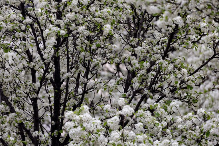 La primavera arrancará este viernes a las 15.46 horas