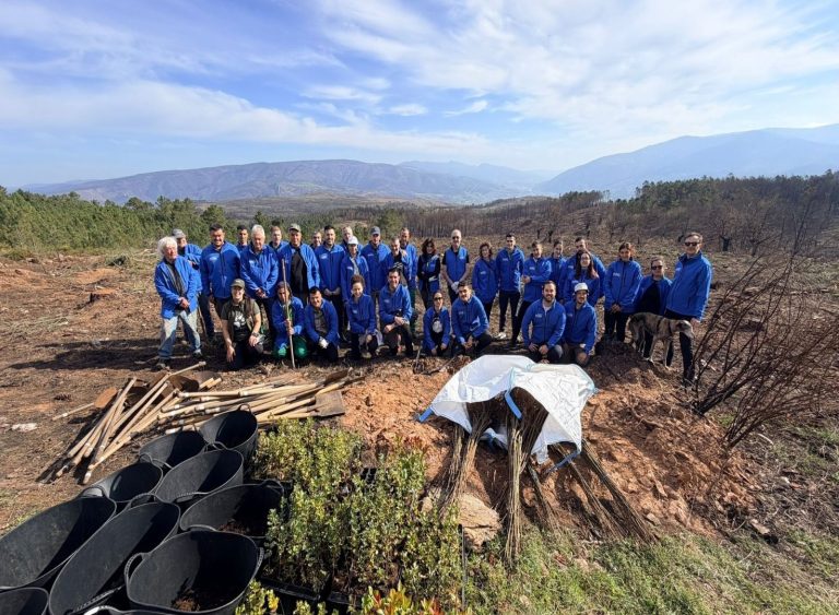 Rural.- Voluntarios plantan 700 árboles en Larouco (Ourense), epicentro del mayor incendio de Galicia