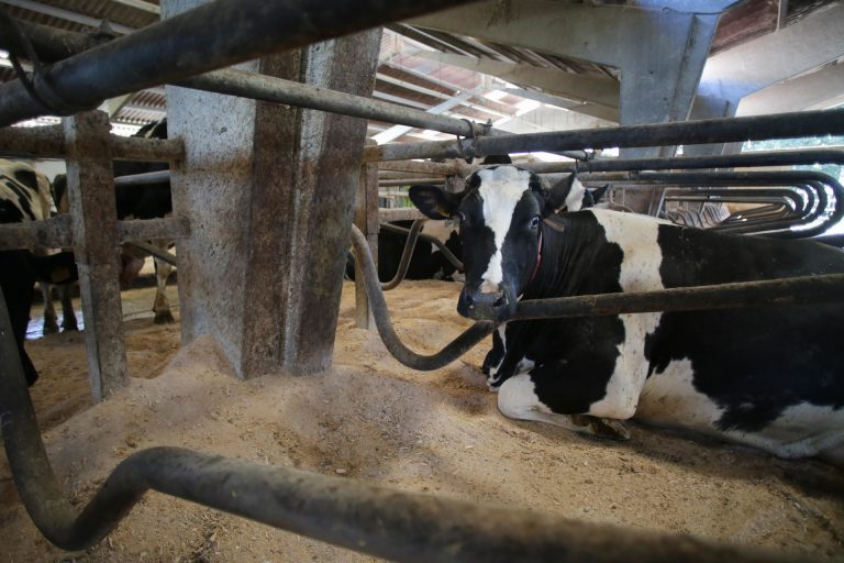 Rural.- El BNG urge a la Xunta la Mesa do Leite ante las bajadas de precios en contratos lácteos