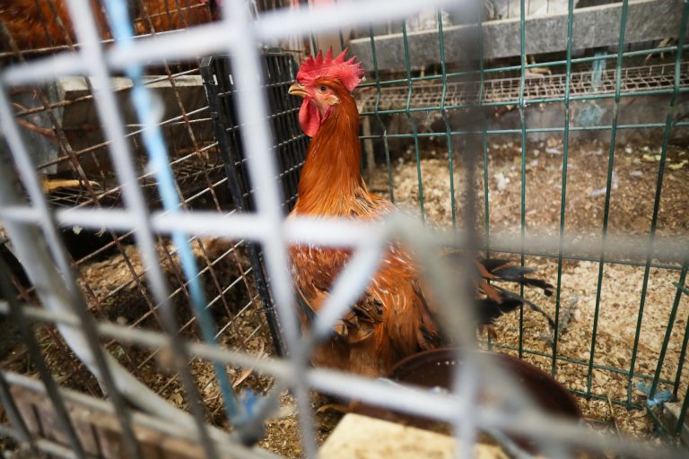 El Gobierno levanta el confinamiento de gallinas salvo en 40 municipios gallegos