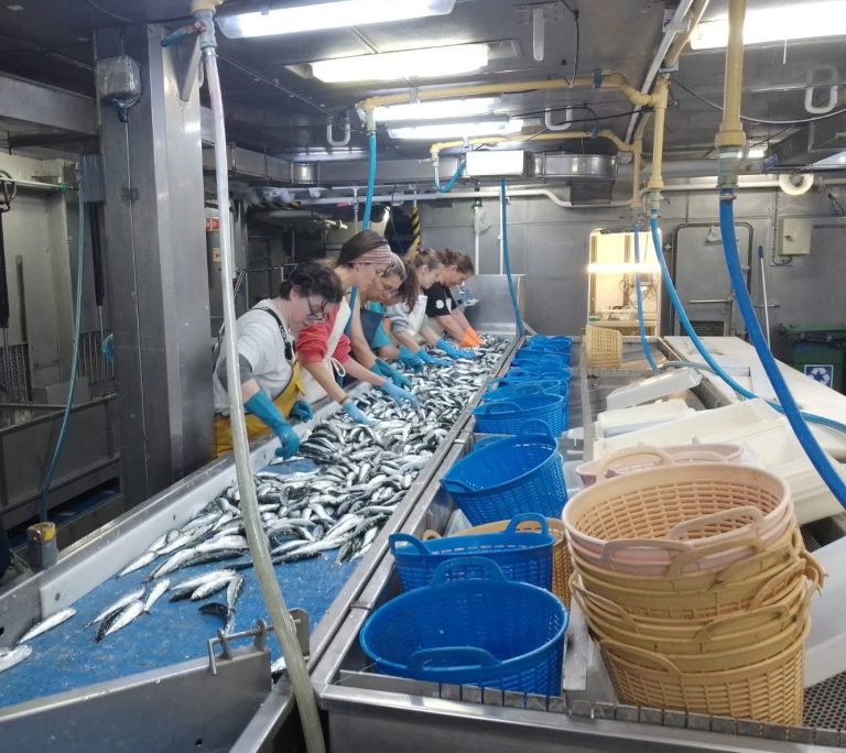 Pesca.- El IEO inicia en Vigo dos campañas para la evaluación de la sardina y otros pequeños pelágicos en el noroeste