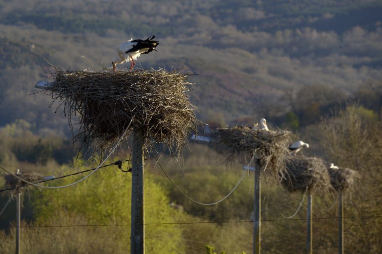 Vecinos de A Limia colaboran en el seguimiento de casi 200 parejas de cigüeña blanca en Ourense