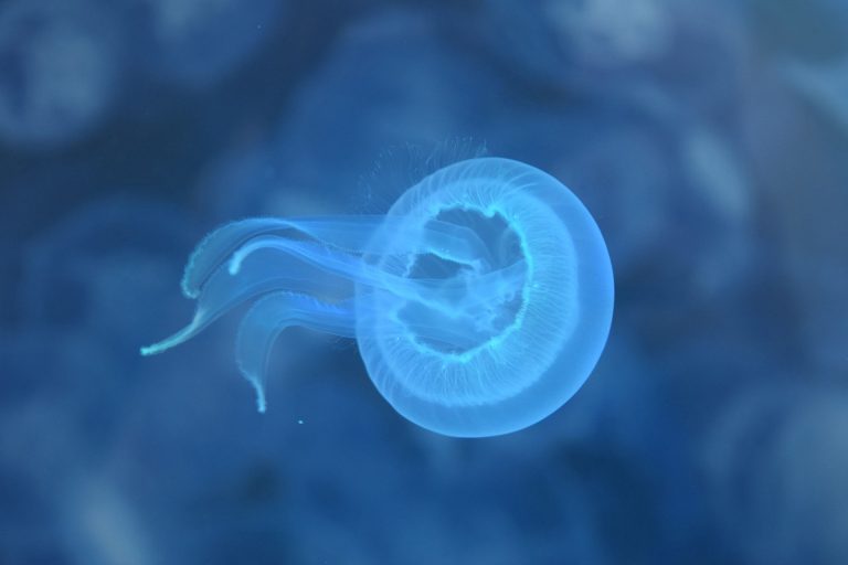 Investigadores de la UVigo logran, por primera vez en el mundo, criopreservar larvas de medusa con éxito