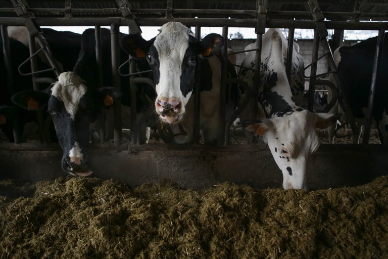 Rural.- Agricultura afirma defender al lácteo, pero organizaciones agrarias critican que se pone «de perfil»