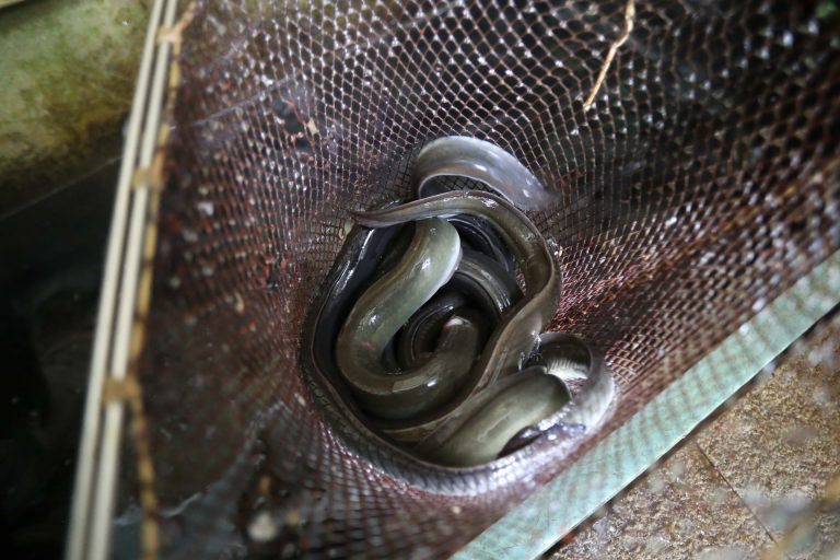 Pesca.- Autorizada la pesca de anguila en Vigo y Arousa tras tratar el Ministerio de declararla en peligro de extinción