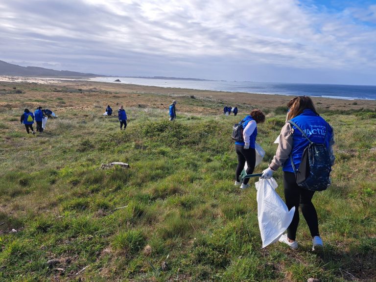 Una treintena de voluntarios retiran más de 3.000 plántulas y especies invasoras de las dunas de Corrubedo
