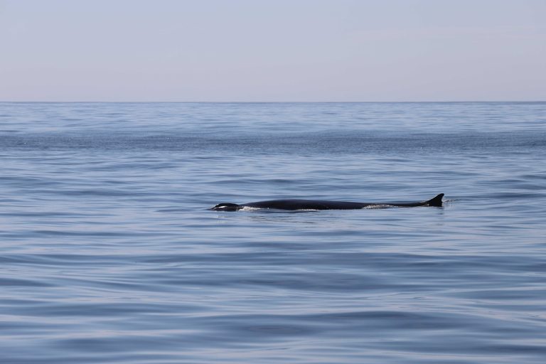 Un estudio del IEO demuestra el potencial del ADN ambiental como herramienta novedosa para monitorizar cetáceos