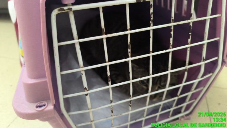 Sucesos.- Abandonan un gato en el mostrador de una sede de Medio Ambiente en Sanxenxo (Pontevedra)