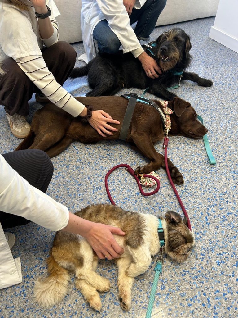 Las fundaciones María José Jove e Inibic impulsan un programa de terapia con perros en adolescentes