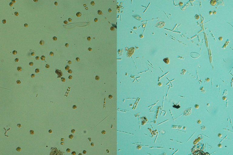 Un estudio del IEO aborda las especies causantes de floraciones de algas nocivas en las Rías Baixas
