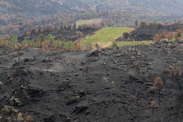 Unións Agrarias pide a la Xunta «levantar» la prohibición de pastoreo en zonas afectadas por incendios el pasado verano