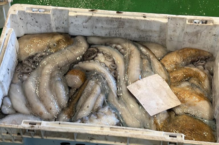 Pesca.- Mar y el sector pesquero acuerdan la veda biológica de pulpo durante dos meses a partir del 1 de mayo