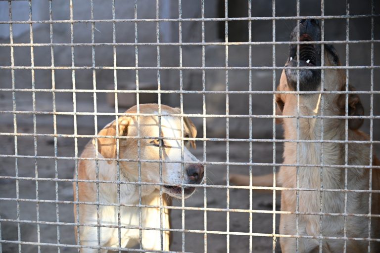 La Eurocámara adopta la primera ley de bienestar para perros y gatos con límites a cría y microchip obligatorio