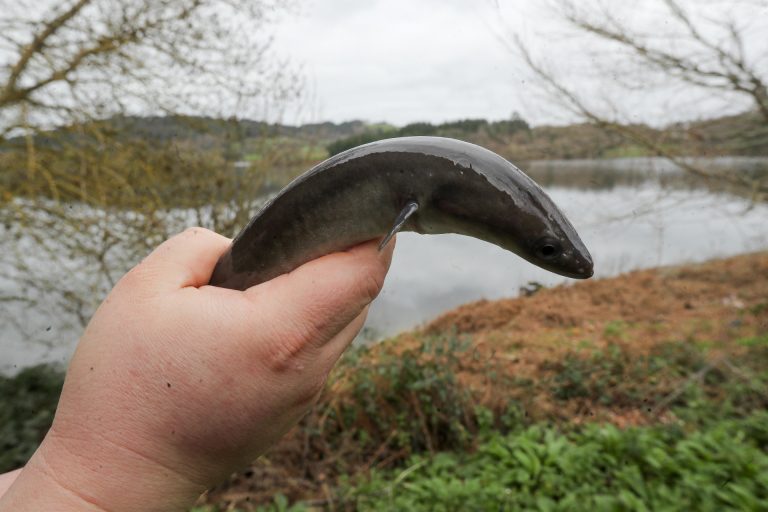 Pesca.- Las cofradías de la ría de Ferrol podrán pescar anguila desde este 1 de mayo hasta el 30 de septiembre