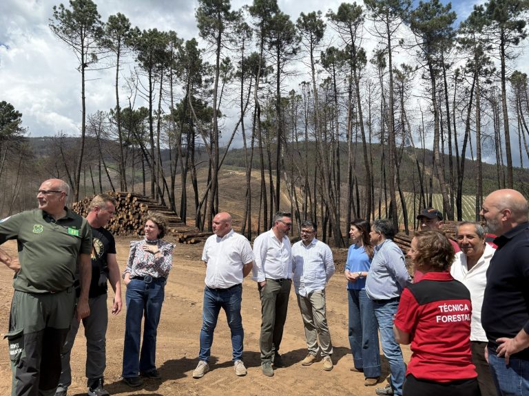 Rural.- La Xunta avanza en la retirada de madera quemada en cerca de 1.500 hectáreas en Monterrei (Ourense)