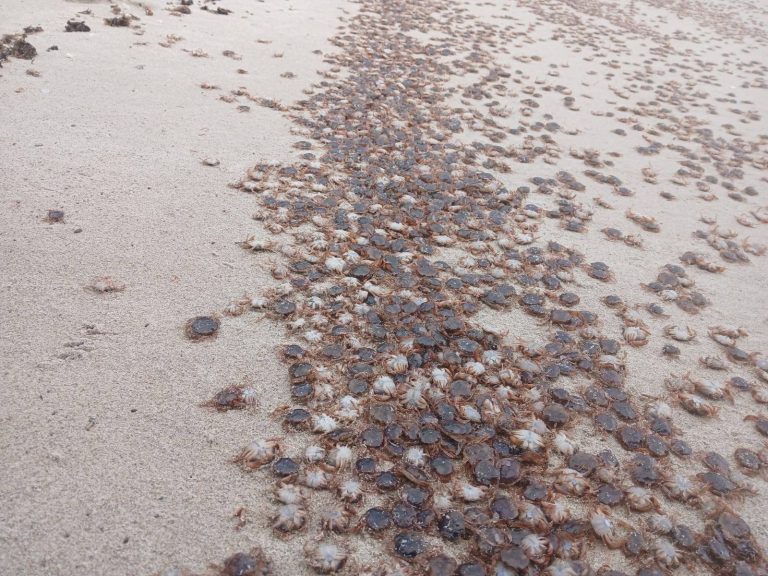 Miles de cangrejos patudos son arrastrados por la marea hasta la orilla de playas de las Islas Atlánticas