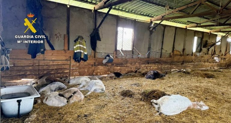 Sucesos.- Investigado un vecino de A Pobra de Trives (Ourense) por la muerte de 90 ovejas y cabras en una explotación