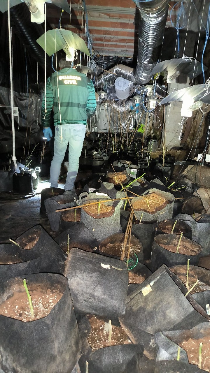 Sucesos.- Detenidos dos vecinos de O Carballiño (Ourense) por cultivo de marihuana y defraudación de fluido eléctrico