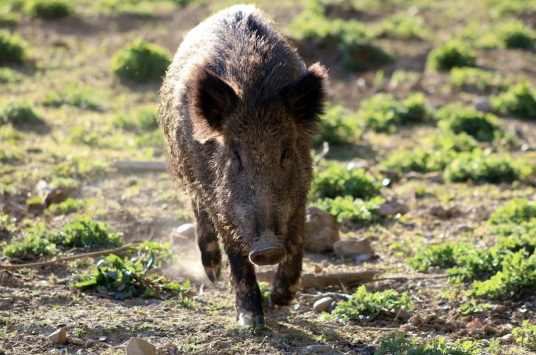 Rural.- Sindicato Labrego alerta de un aumento de ataques de jabalí en Os Ancares y exige «protocolos claros» a la Xunta