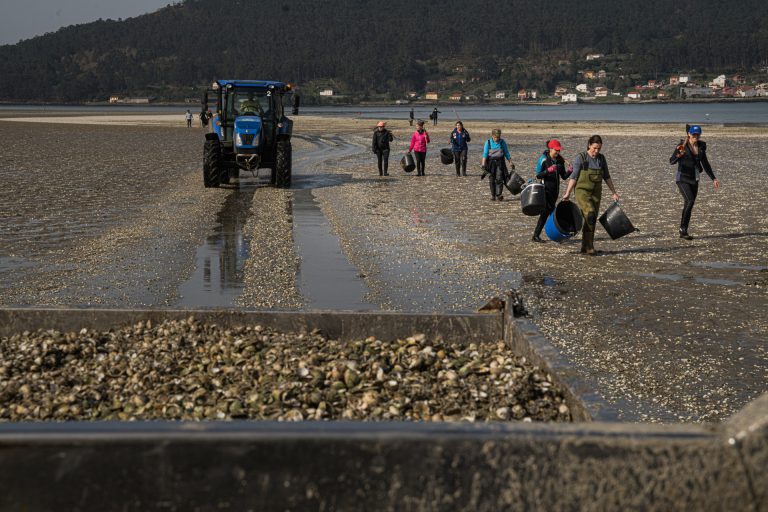 Pesca.- La Xunta autoriza el primer convenio con cofradías para regenerar y recuperar bancos marisqueros