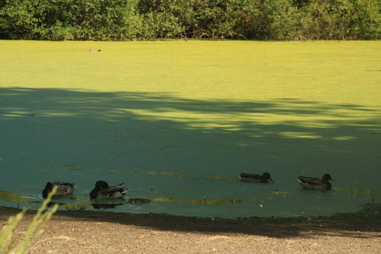 El botulismo derivado de la «grave degradación» de la laguna de A Congorza causó la «muerte masiva» de patos