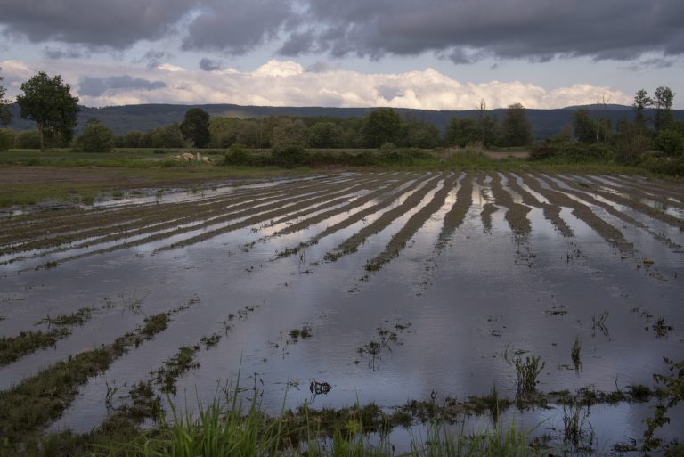 Rural.- La cosecha de la patata en Galicia afronta una previsión de caída del 25% este año