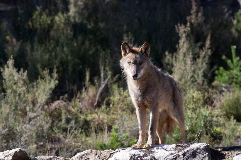 Rural.- El Parlamento reclama al Gobierno ayudas por ataques del lobo y el abono de 12 millones que «debe» a Galicia