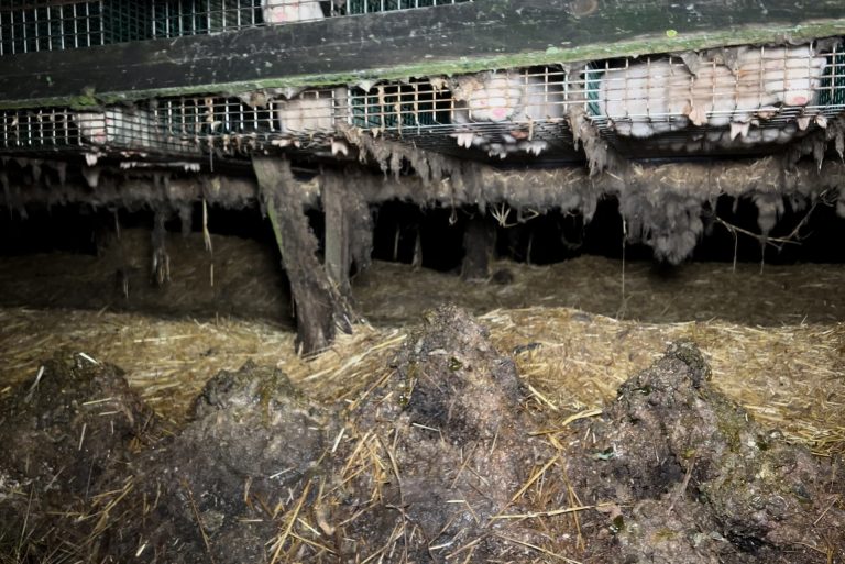 La Fiscalía confirma que tiene la denuncia sobre la granja de visones y la trasladará a la delegada de Medio Ambiente