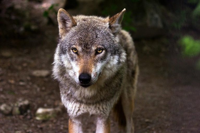 La Xunta acusa al Miteco de «cuestionar implícitamente» la capacidad de decisión sobre el lobo de las CCAA