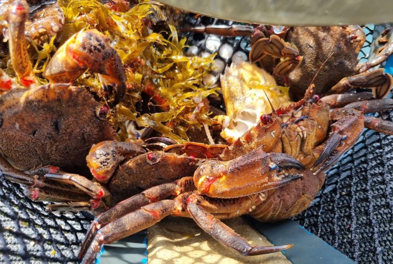 Gardacostas retira más de 500 aparejos ilegales y devuelve al mar 214 kilos de mariscos en la Ría de Arousa