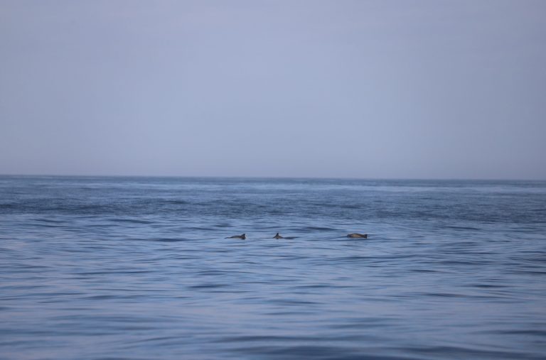Pesca.- La Xunta pide al Gobierno que retire su proyecto para implantar dispositivos acústicos que disuadan a marsopas