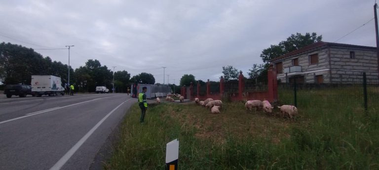 Herido en Sandiás un conductor tras volcar el camión en el que transportaba cerdos vivos, que acabaron en la vía