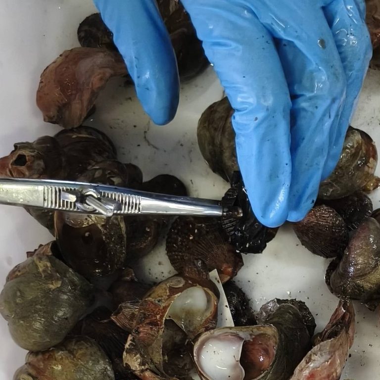 Pesca.- Comienza en la ría de Ferrol el estudio sobre el estado de la zamburiña ante su elevada mortalidad