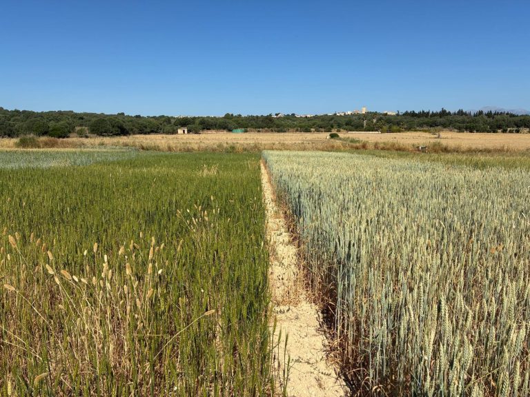 Economía.- Agricultura somete a información pública la reforma de la PAC para introducir ajustes técnicos