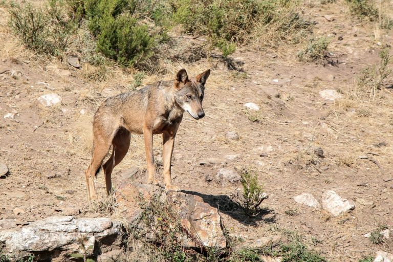 El PPdeG urge al Gobierno «dejarse de excusas» y apoyar a los ganaderos ante los ataques del lobo