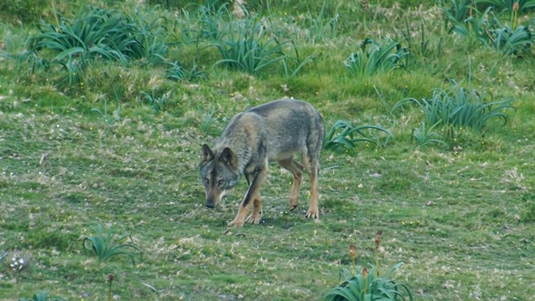 Rural.- La Xunta concede cerca de 1.300 ayudas que suman 850.000 euros para paliar ataques del lobo