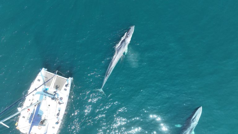 El Instituto de Oceanografía detecta una «progresiva recuperación poblacional» de las ballenas en aguas gallegas